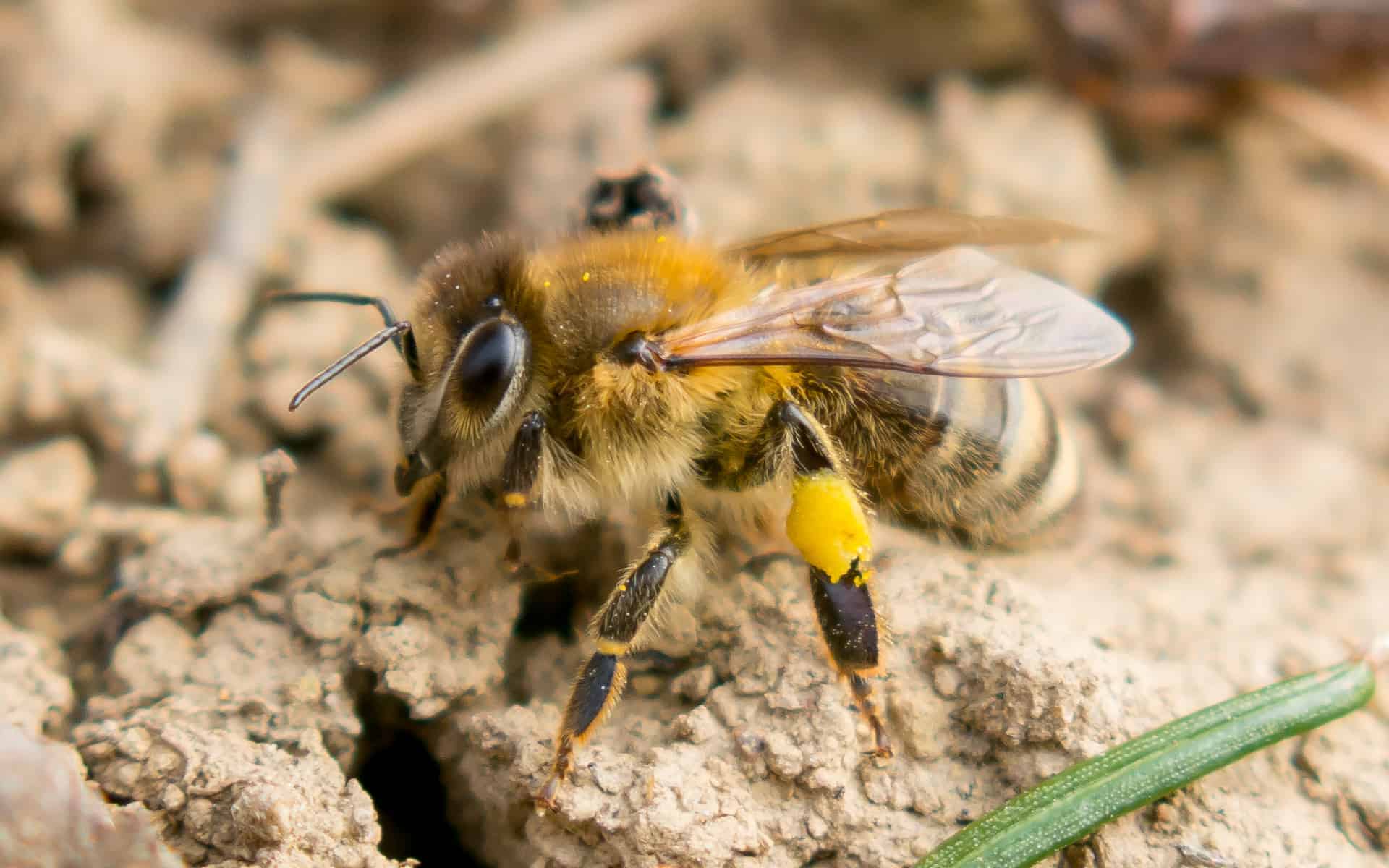Čebelarsko društvo Lendava: Priprave na praznovanje 100-letnice